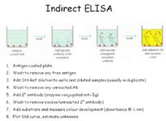 elisa test quizlet|elisa microtiter Quizlet.